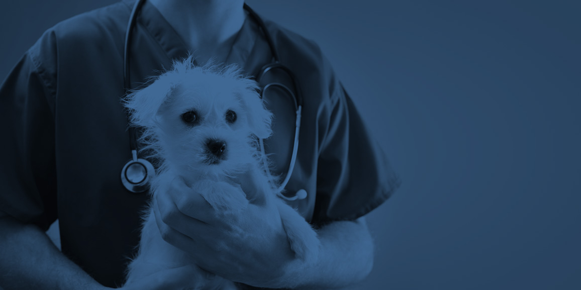 Online-Fortbildung on Demand: Pyodermien beim Hund - neue Optionen in der Therapie