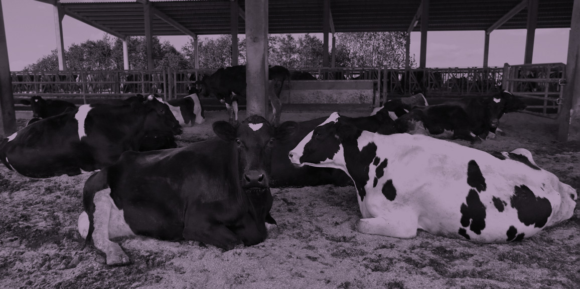 Reproduction management in dairy cattle