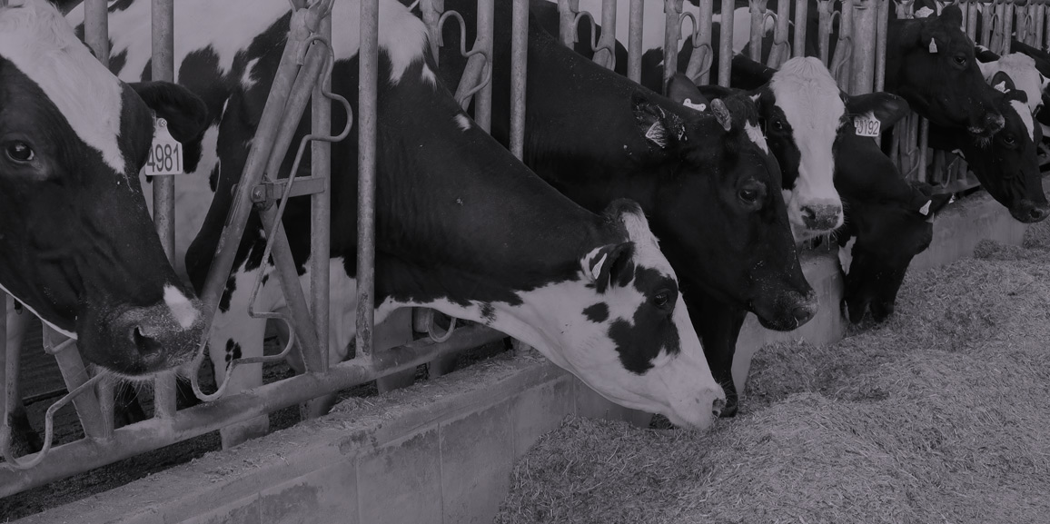Management of mastitis on a dairy farm