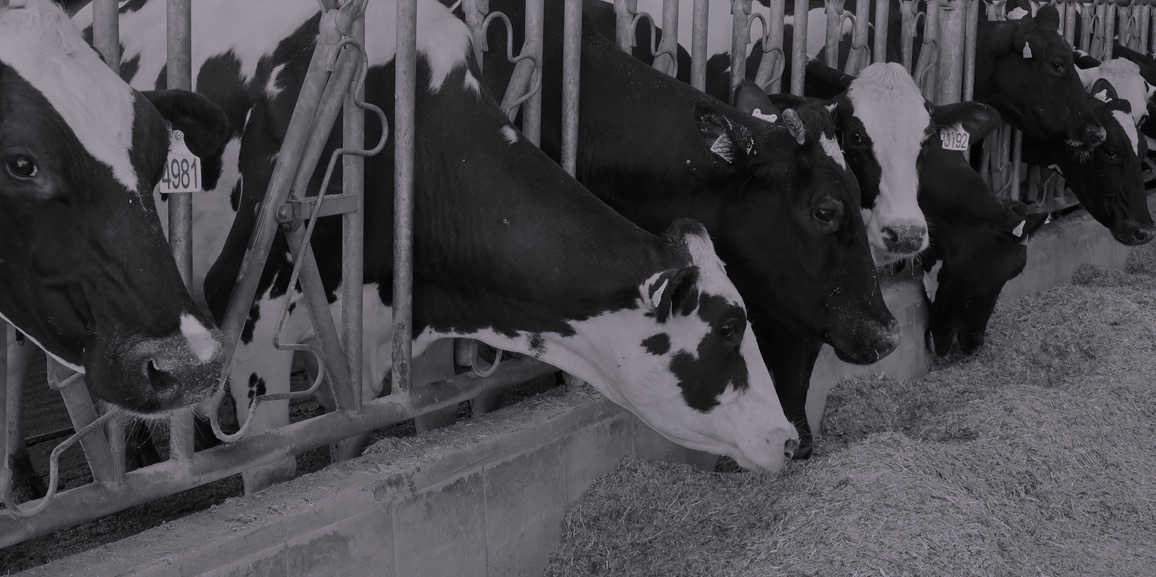 Manejo de la mastitis en explotaciones lecheras