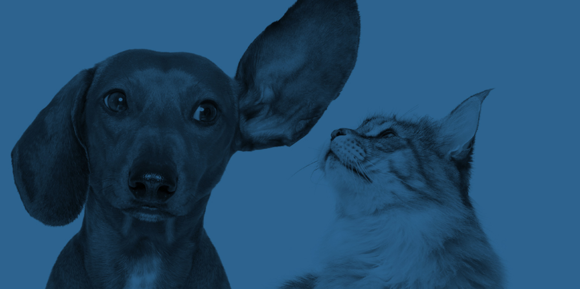 Otitis bei Hund und Katze - richtig diagnostizieren und erfolgreich managen