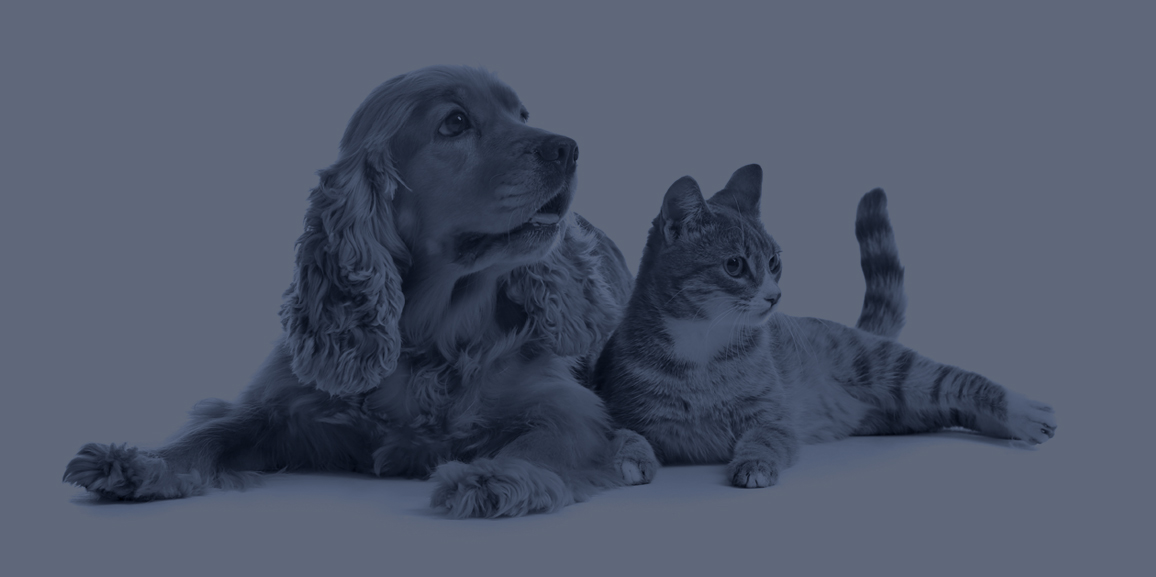 Aufarbeitung und Behandlung von Hunden & Katzen mit Juckreiz