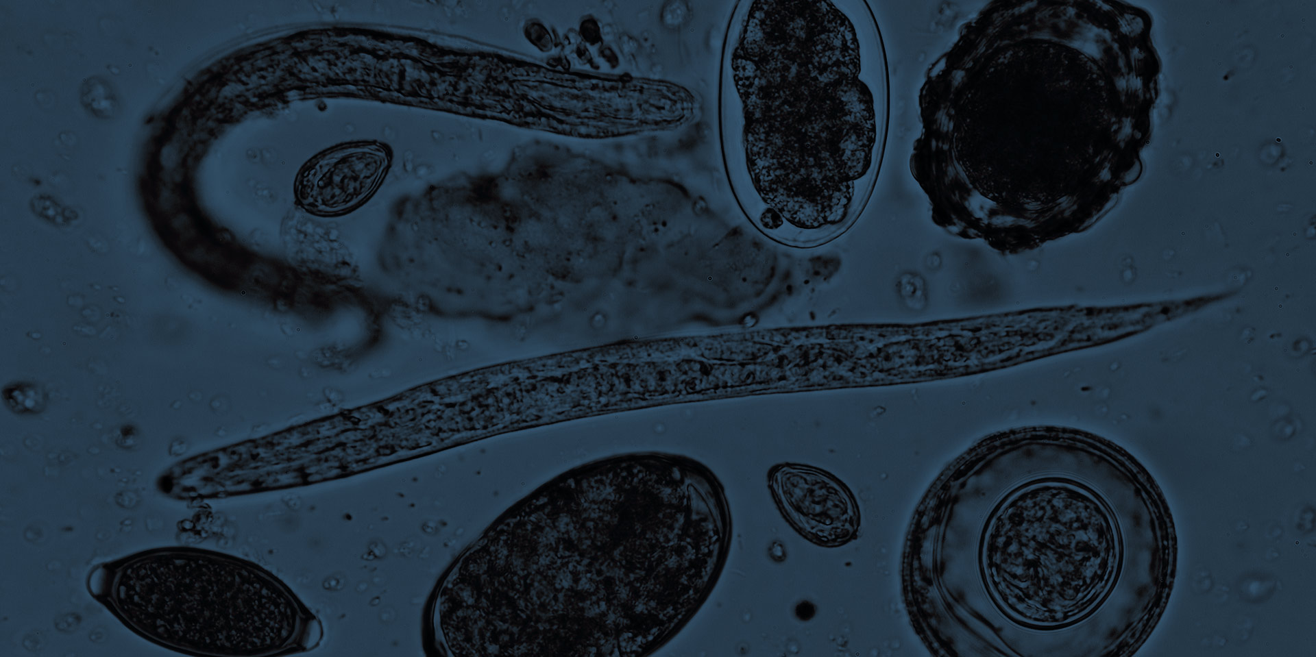 Was macht welcher Wurm? Labordiagnostik und Beratung durch TFA in der Kleintierpraxis