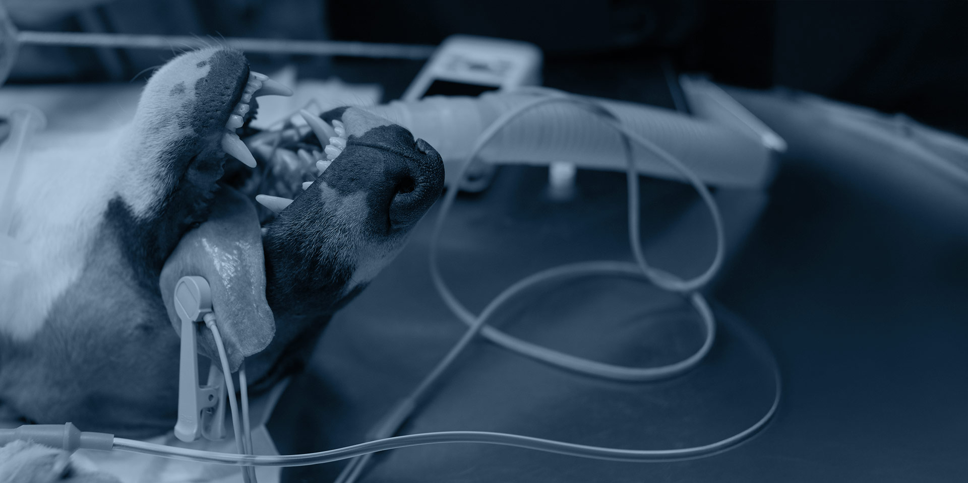 Know-how-Check Anästhesie – erweitern Sie Ihr Wissen rund um die Anästhesie bei Hund und Katze