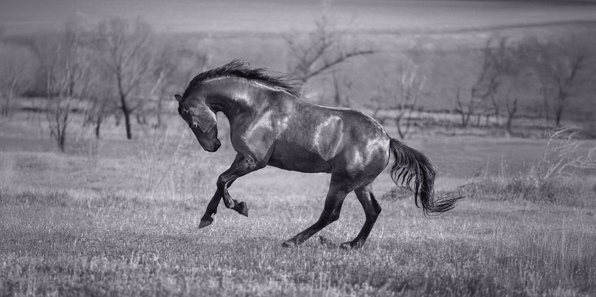 Biomechanisch brillant, aber störanfällig: die HWS des Pferdes
