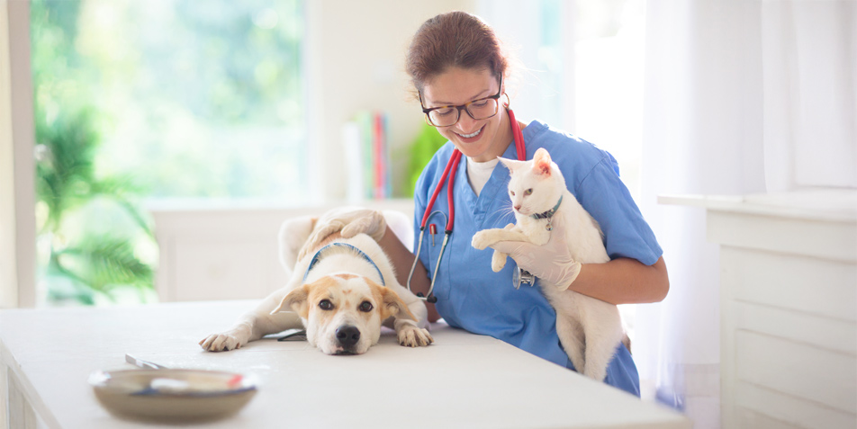 Cool bleiben im Chaos: Neurophysiologische Ansätze zur Stressreduktion in der Tierarztpraxis