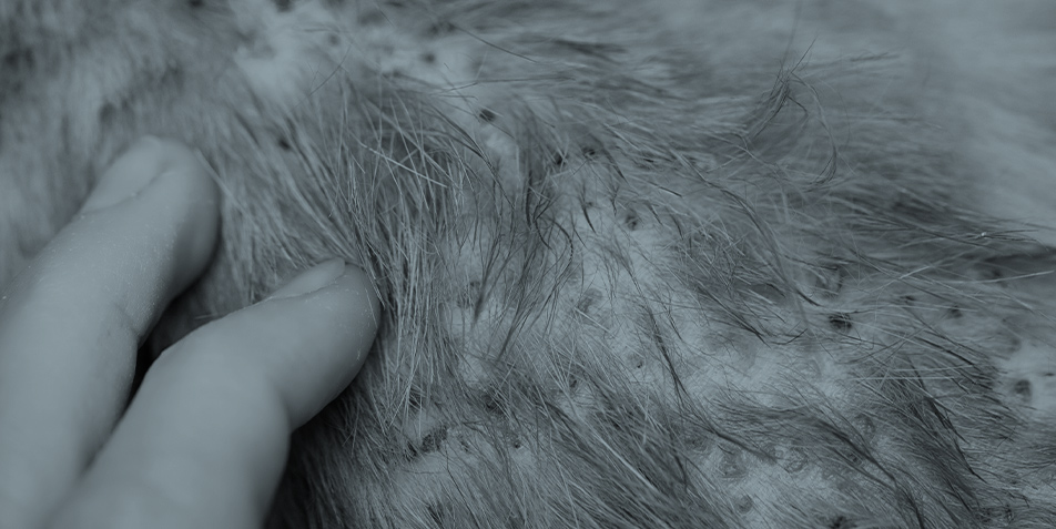 Know-how-Check Dermatologie – erweitern Sie Ihr Wissen rund um die Dermatologie bei Hund und Katze