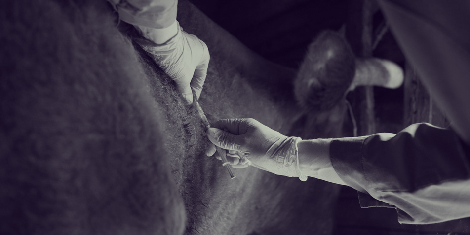 Das stoische Rind als Schmerzpatient - Schmerzerkennung und -behandlung beim Rind