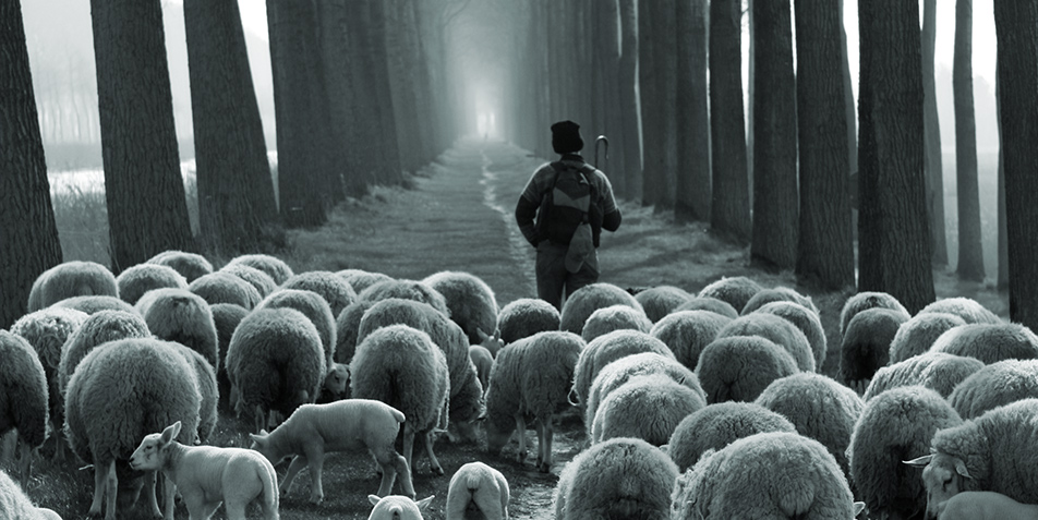 Parasitenmanagement der kleinen Wiederkäuer – Was ist das und wie geht das?