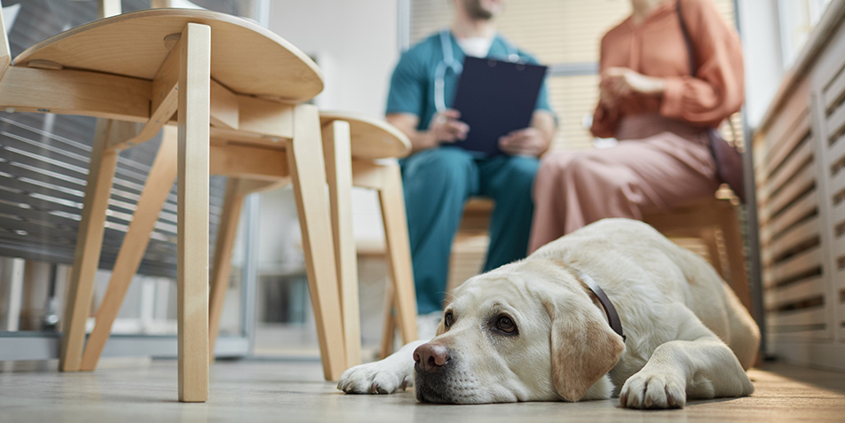 Tiermedizin im Spannungsfeld von Emotionen, Erwartungen und Belastung: Konflikt- und Krisenmanagement im Praxisalltag