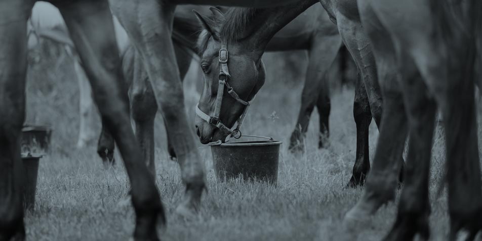 Know-how-Check Pferd: Diagnose Magengeschwür - oder doch nicht? Klinische Relevanz jenseits der Endoskopie
