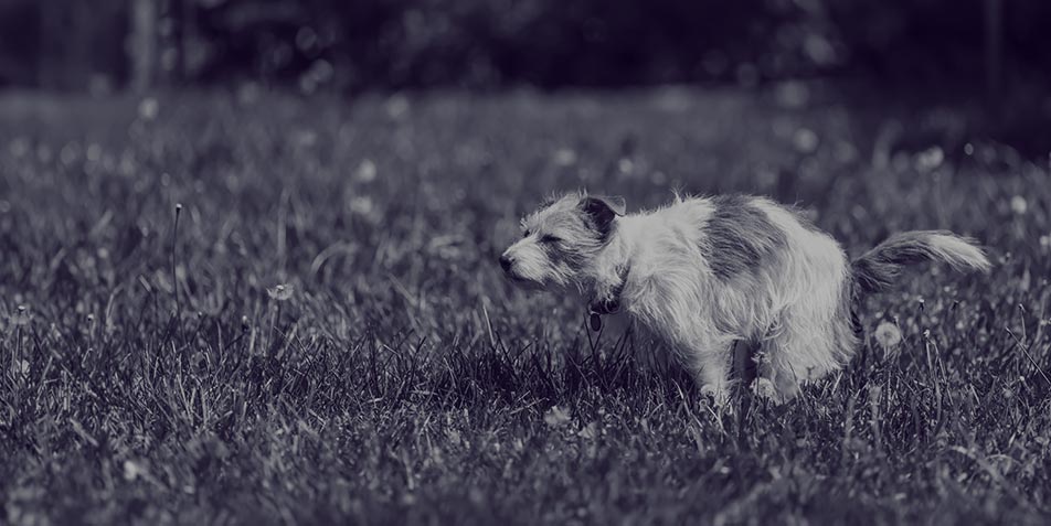 Know-how-Check: Moderne Ansätze zur Lokalisation, Diagnostik und Behandlung der chronisch-entzündlichen Enterophatie beim Hund