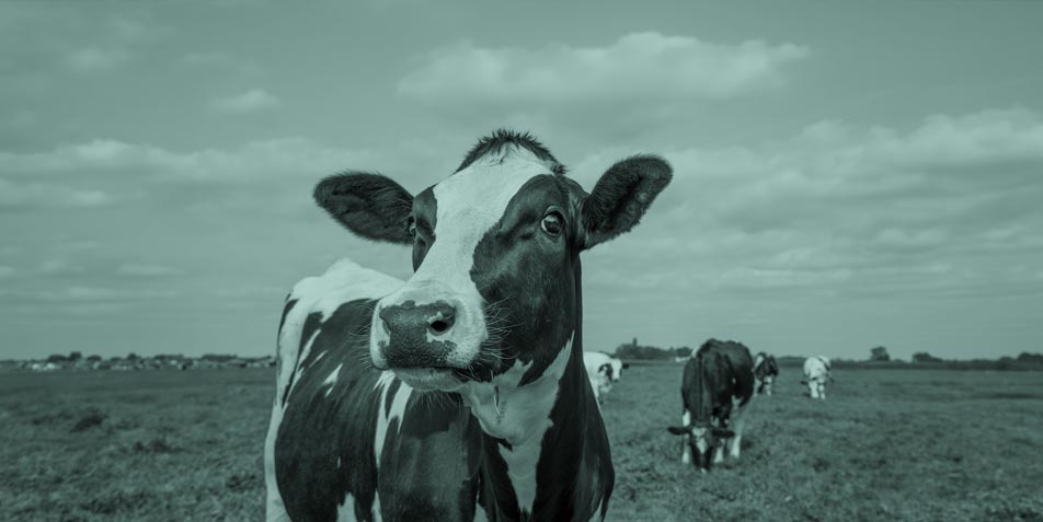 Parasitenmanagement beim Rind – aktuelle Herausforderungen und Lösungsansätze