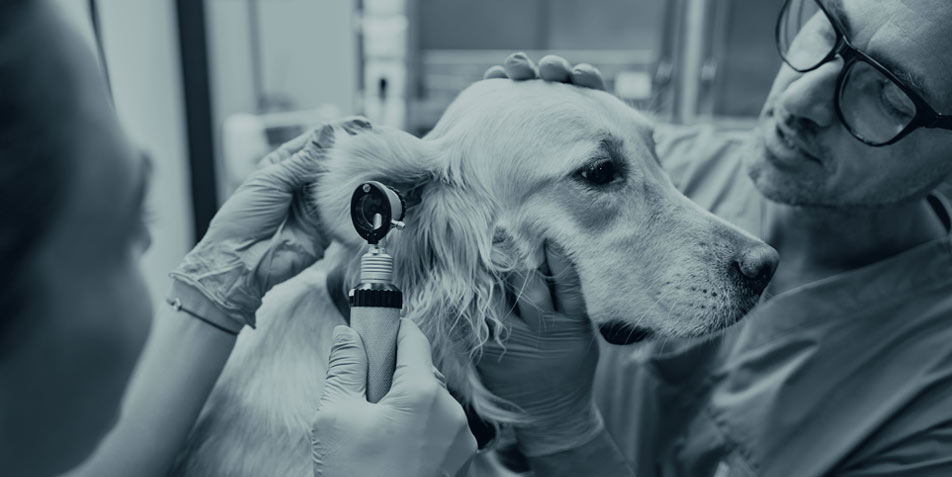 Know-how-Check Otitis externa beim Hund
