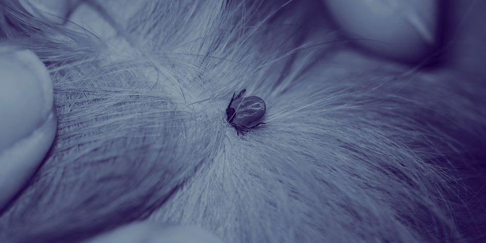Know-how-Check: Fallstricke und Hürden in Diagnostik und Therapie bei Leishmaniose, Babesiose, Ehrlichiose und Dirofilariose